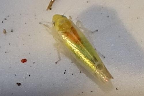 Lindbergina aurovittata